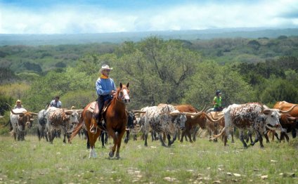 Ranching in Texas