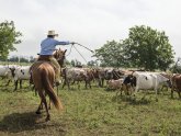 Cattle Ranch Jobs in Texas