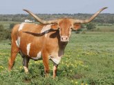 Cattle Ranching in Texas
