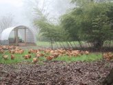 Chicken Farm in Houston