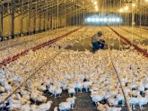 Chicken Farms in Texas