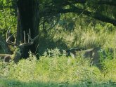 Hunting Ranches in South Texas