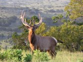 Ranches in Texas