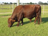 Texas Beef Cattle