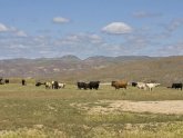 Texas Beef producers