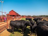 Texas cattle Ranch