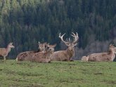 Texas Deer Hunting Ranches