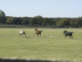 Texas Farms and Ranches