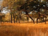 Texas Hill Country Ranches