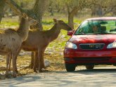 Texas Wildlife Ranch