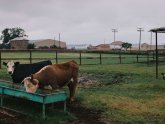 Who owns the King Ranch in Texas?